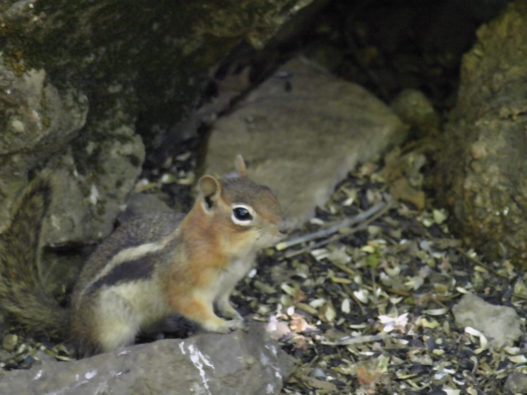 chipmunk