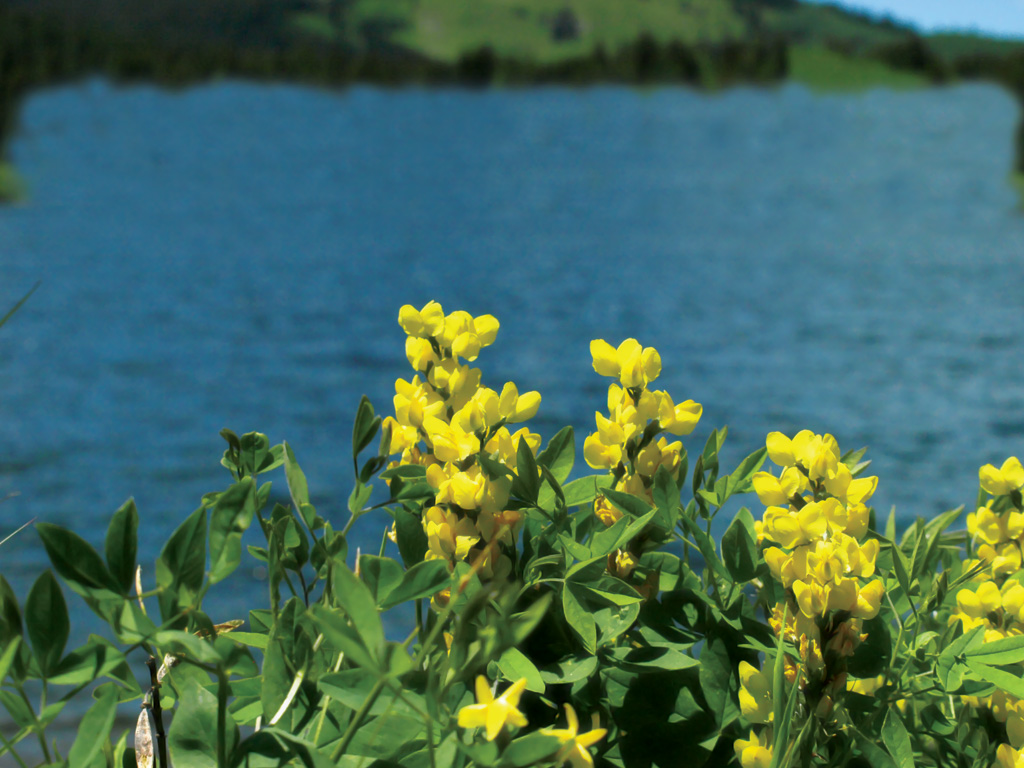 flowers