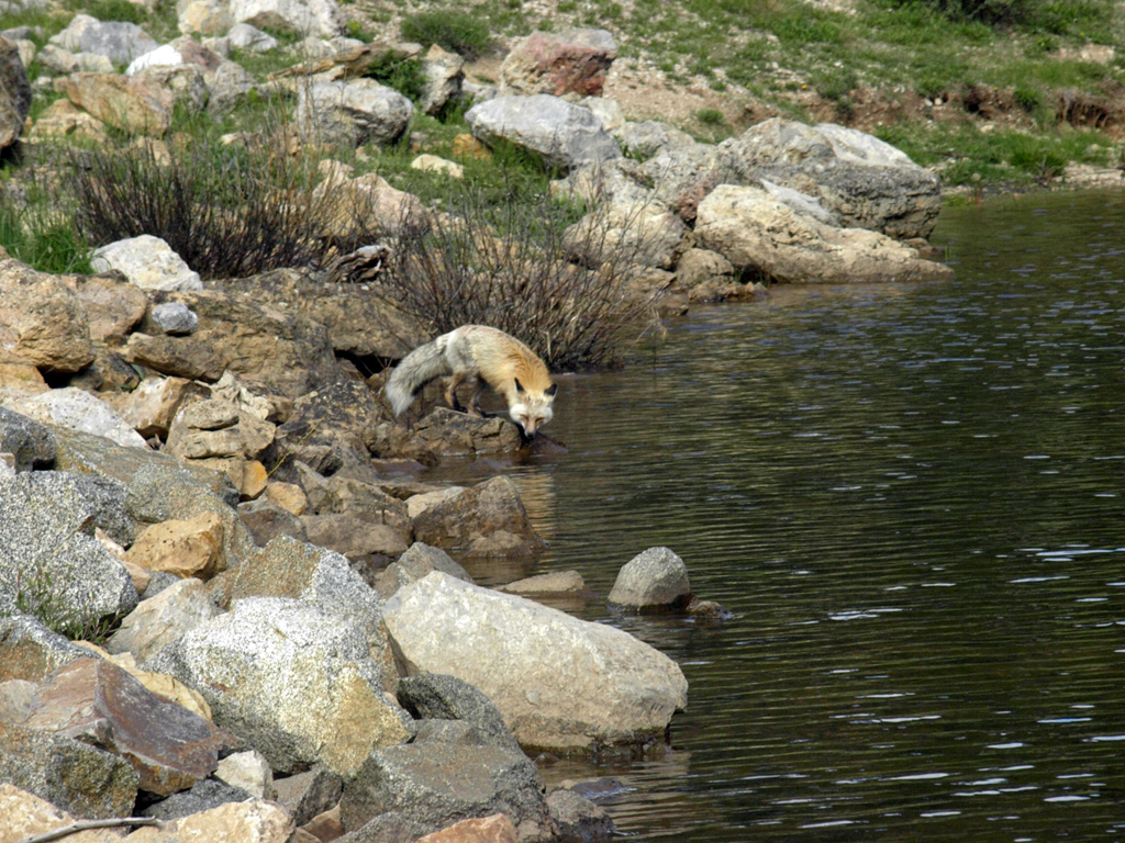 fox