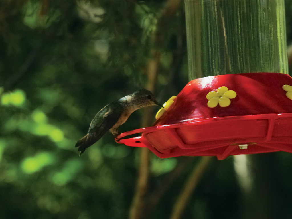 hummingbird