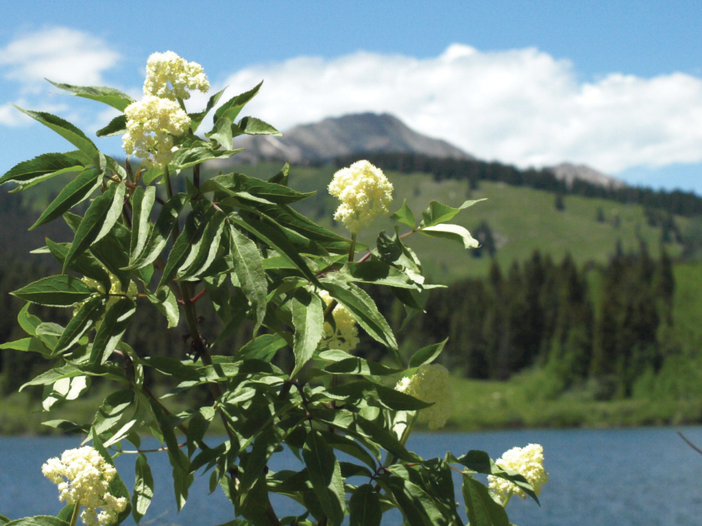 mountainflower