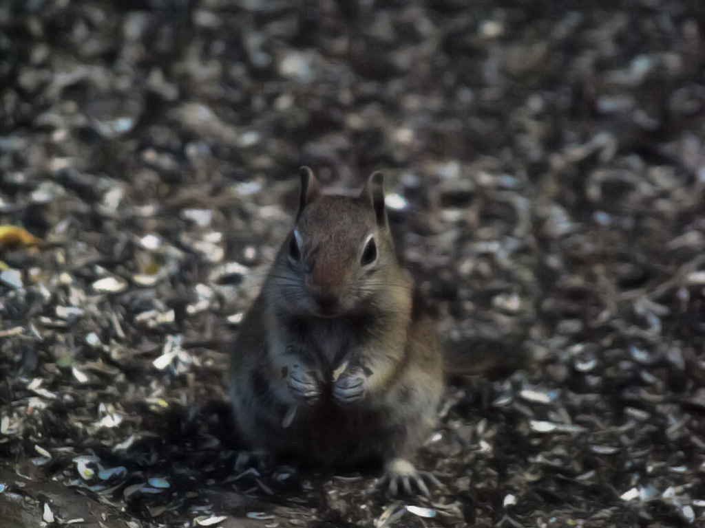squirrel